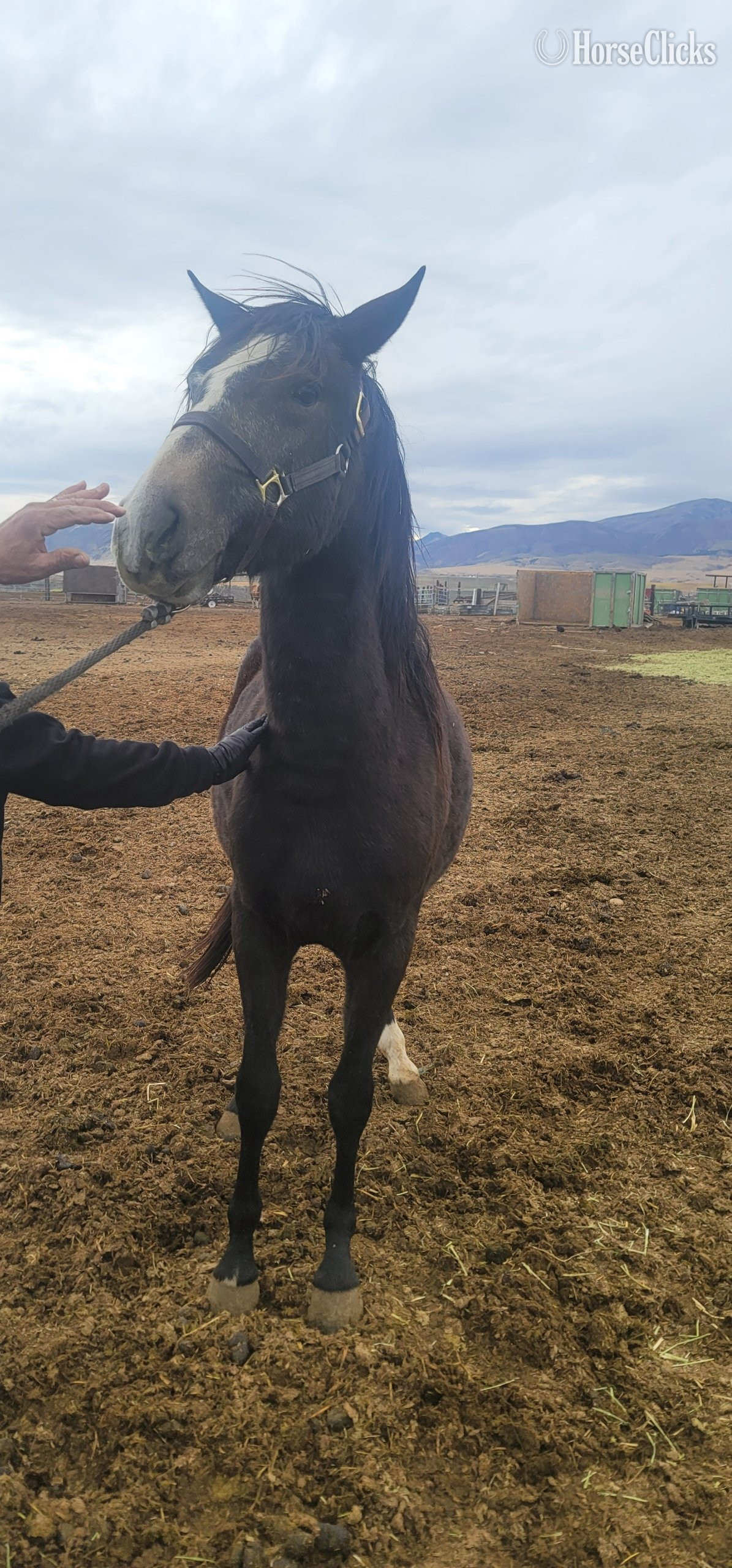 "Doc" Black Gelding Paint in Idaho