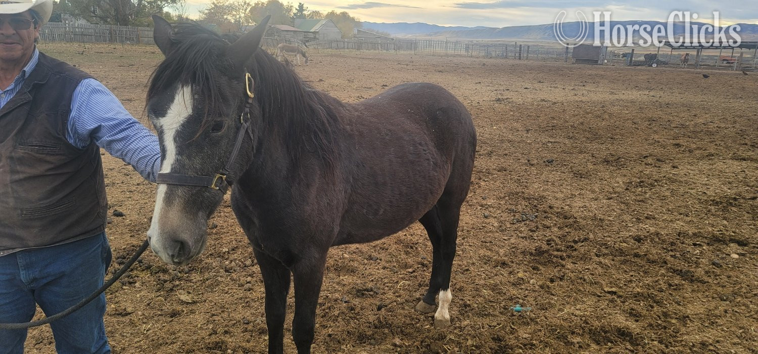 "Doc" Black Gelding Paint