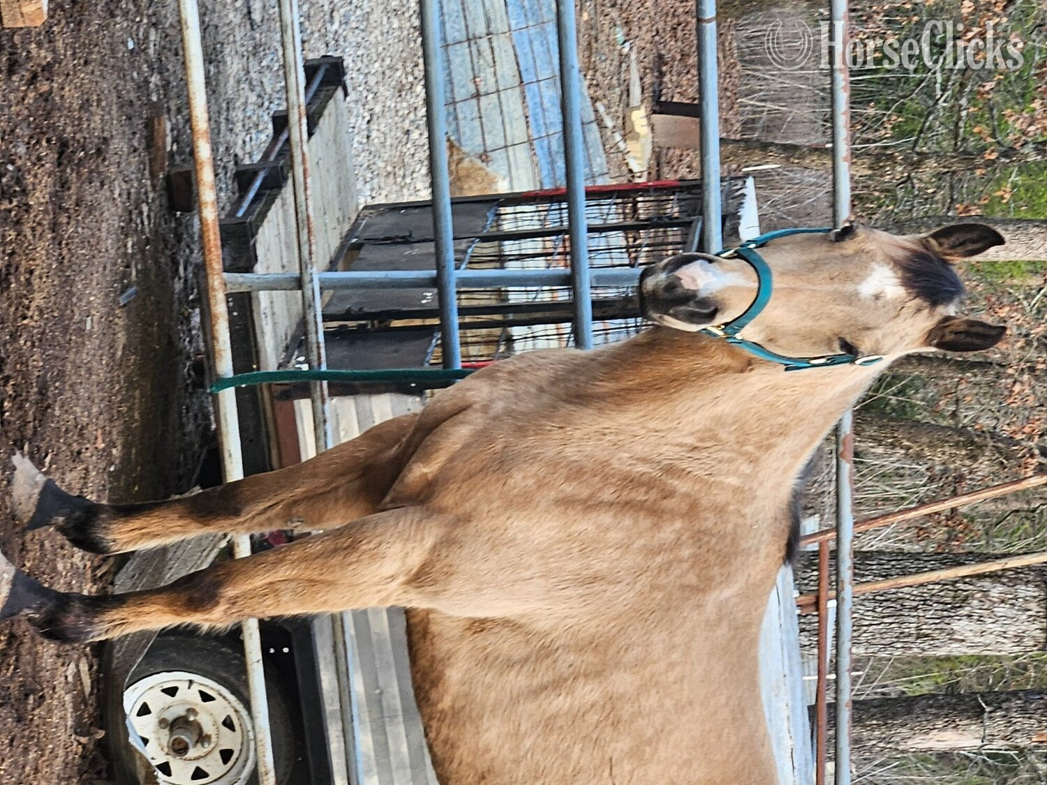 "Sadie" Buckskin Mare Quarter Horse in Oklahoma