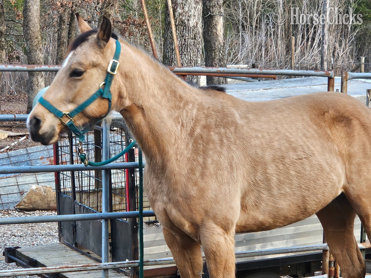 "Sadie" Buckskin Mare Quarter Horse