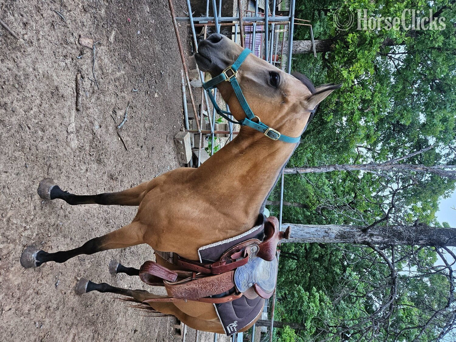 Oklahoma "Sadie" Buckskin Mare Quarter Horse