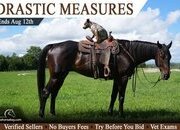 "Drastic Measures " Bay Gelding Thoroughbred