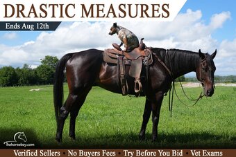 "Drastic Measures " Bay Gelding Thoroughbred