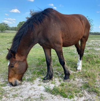 "Chaparrito" Bay Gelding Percheron