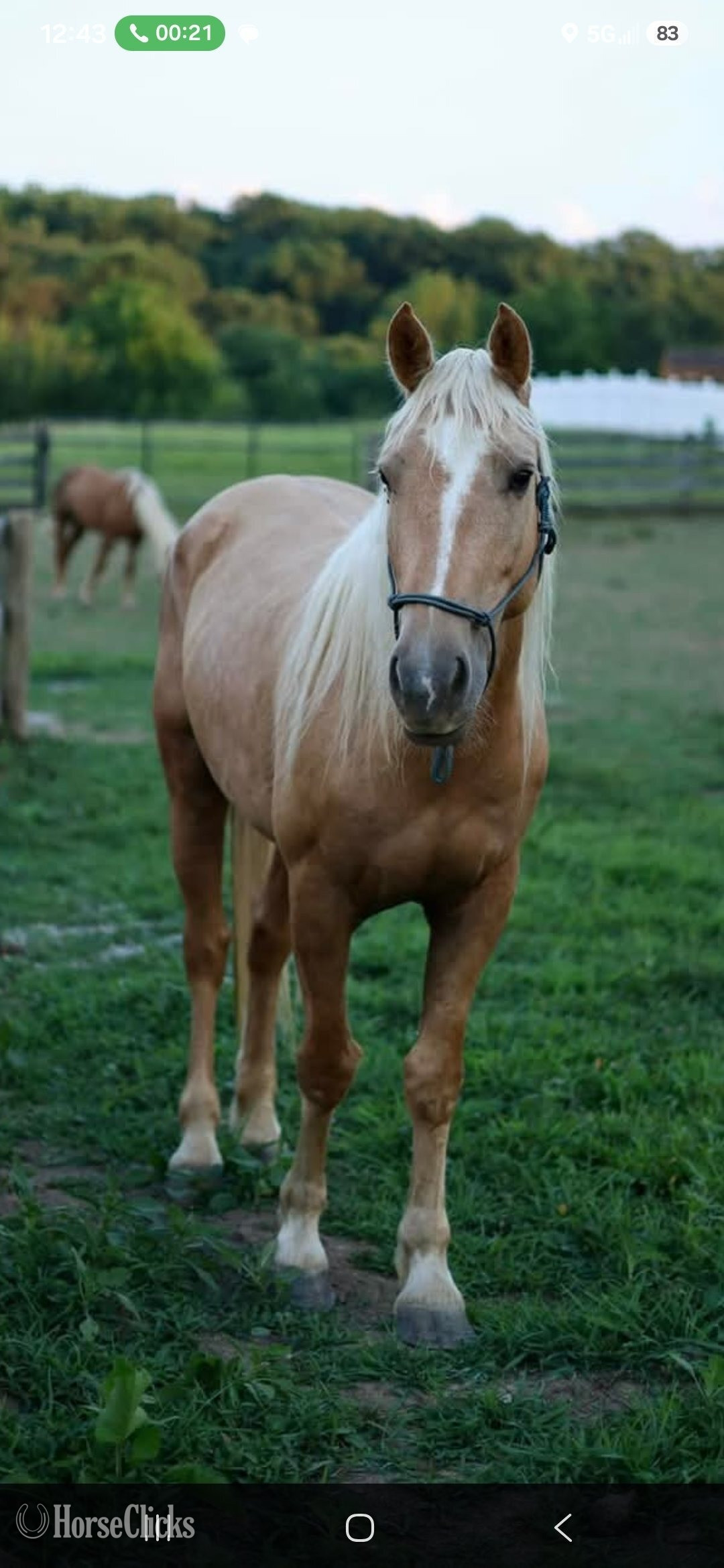 "Koda" Palomino Gelding Mustang