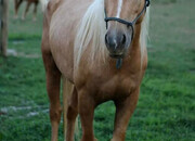 "Koda" Palomino Gelding Mustang