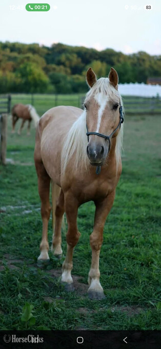 "Koda" Palomino Gelding Mustang