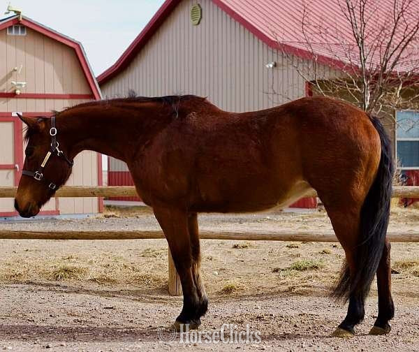 "Anddy" Bay Gelding Quarter Horse