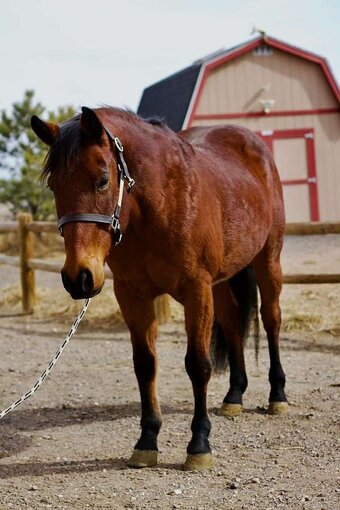 "Anddy" Bay Gelding Quarter Horse