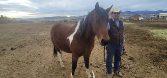 "Vaquero" Bay Gelding Paso Fino