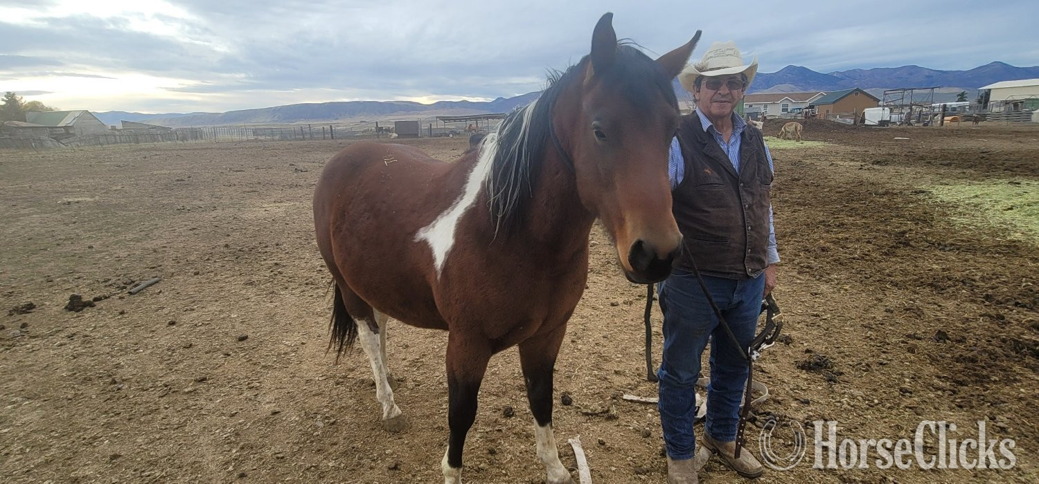 "Vaquero" Bay Gelding Paso Fino in Idaho