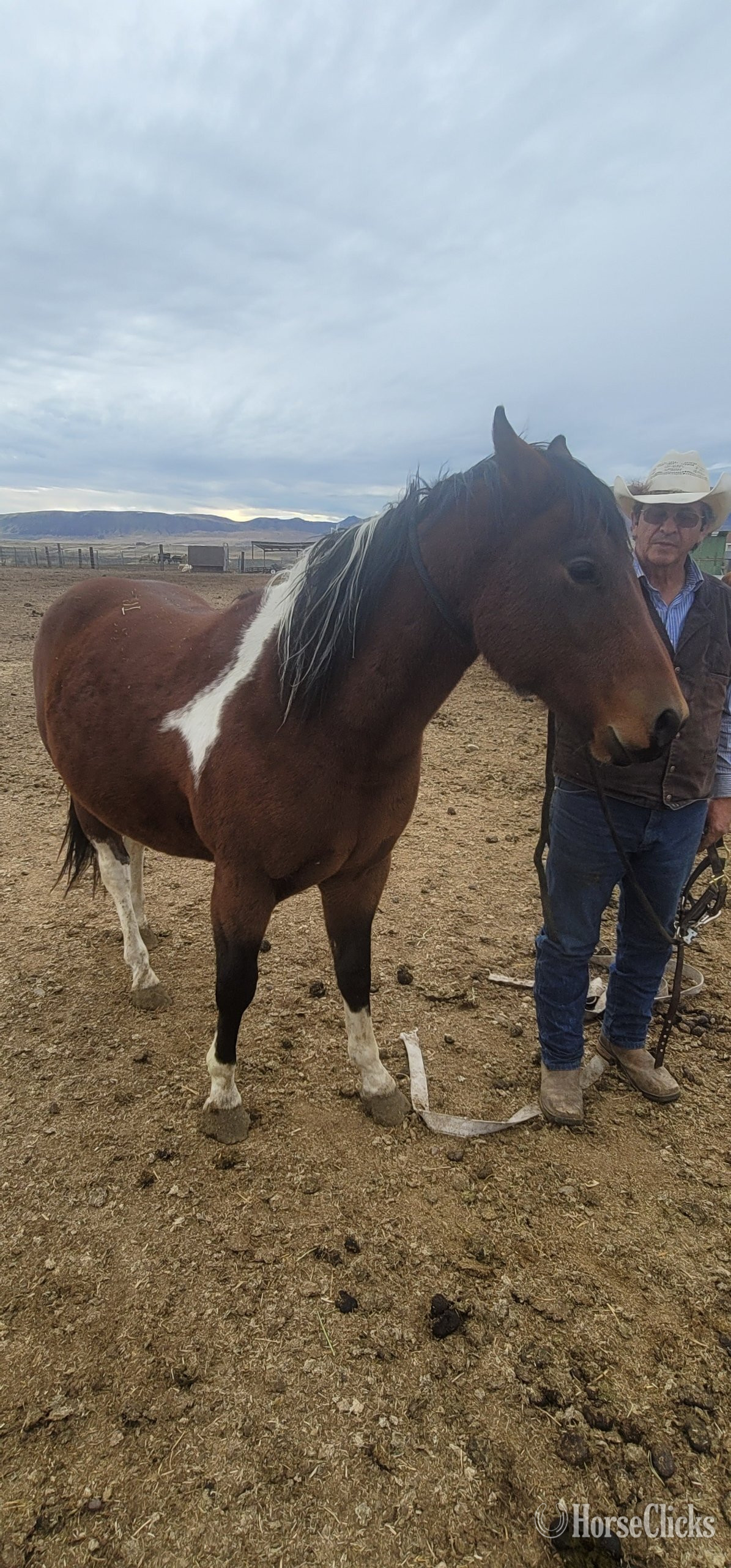 "Vaquero" Bay Gelding Paso Fino