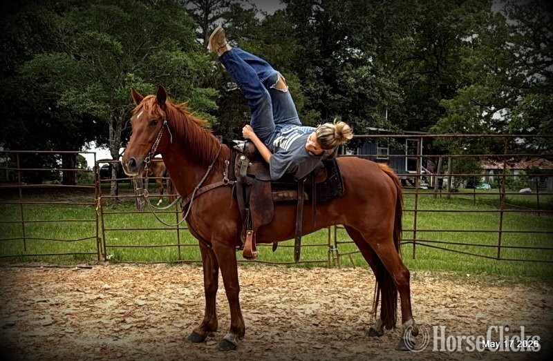 "Cricket" Sorrel Mare Paso Fino in Texas