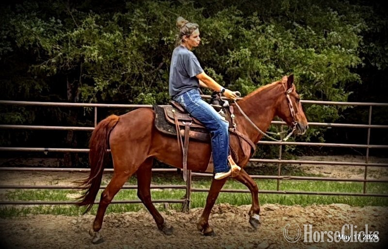 Texas "Cricket" Sorrel Mare Paso Fino