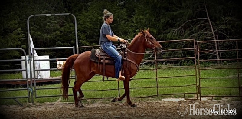 "Cricket" Sorrel Mare Paso Fino - Paso Fino in Texas