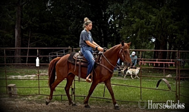 "Cricket" Sorrel Mare Paso Fino - Paso Fino