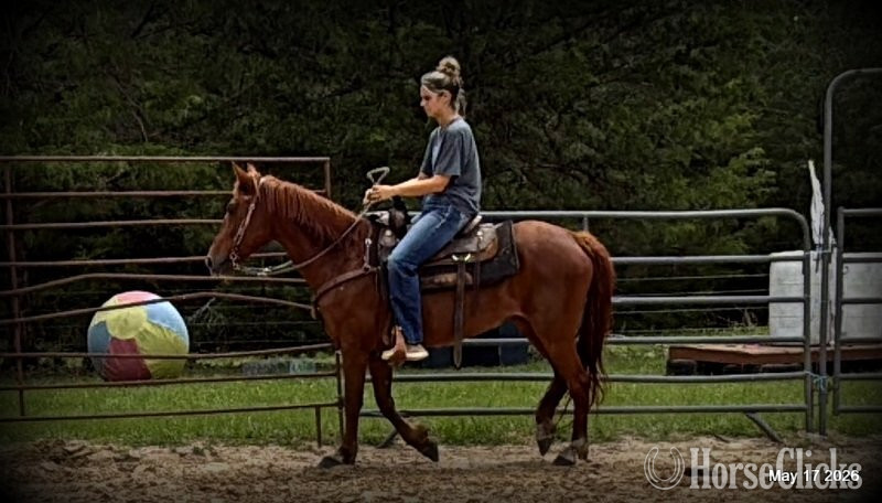 Paso Fino - "Cricket" Sorrel Mare Paso Fino in Texas