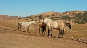 "WANTED"  Mare Quarter Horse