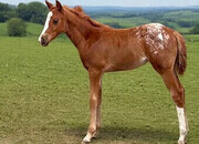 "Ddar I Hada Vision" Chestnut Filly Appaloosa