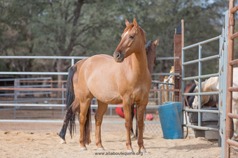 "RED" Red Dun Gelding Other Breed