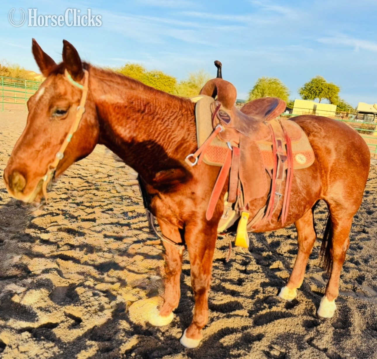 "Polly Pockets" Red Roan Mare Quarter Horse