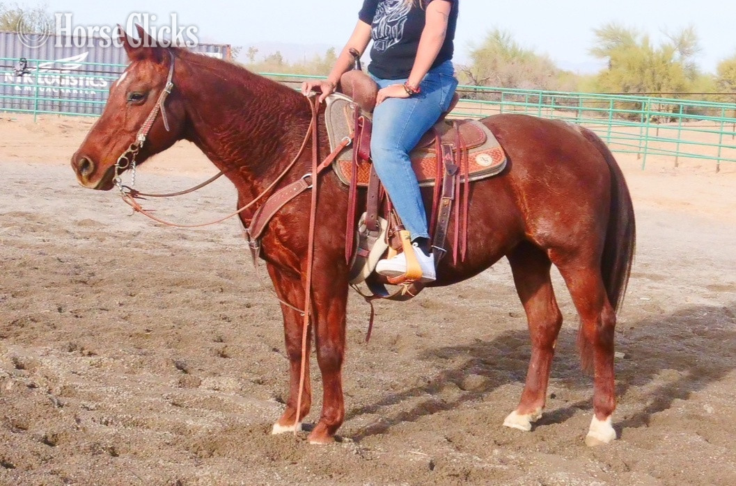 Arizona "Polly Pockets" Red Roan Mare Quarter Horse