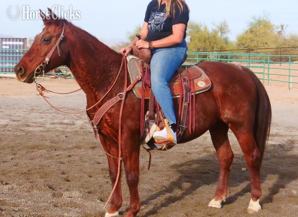 "Polly Pockets" Red Roan Mare Quarter Horse - Quarter Horse