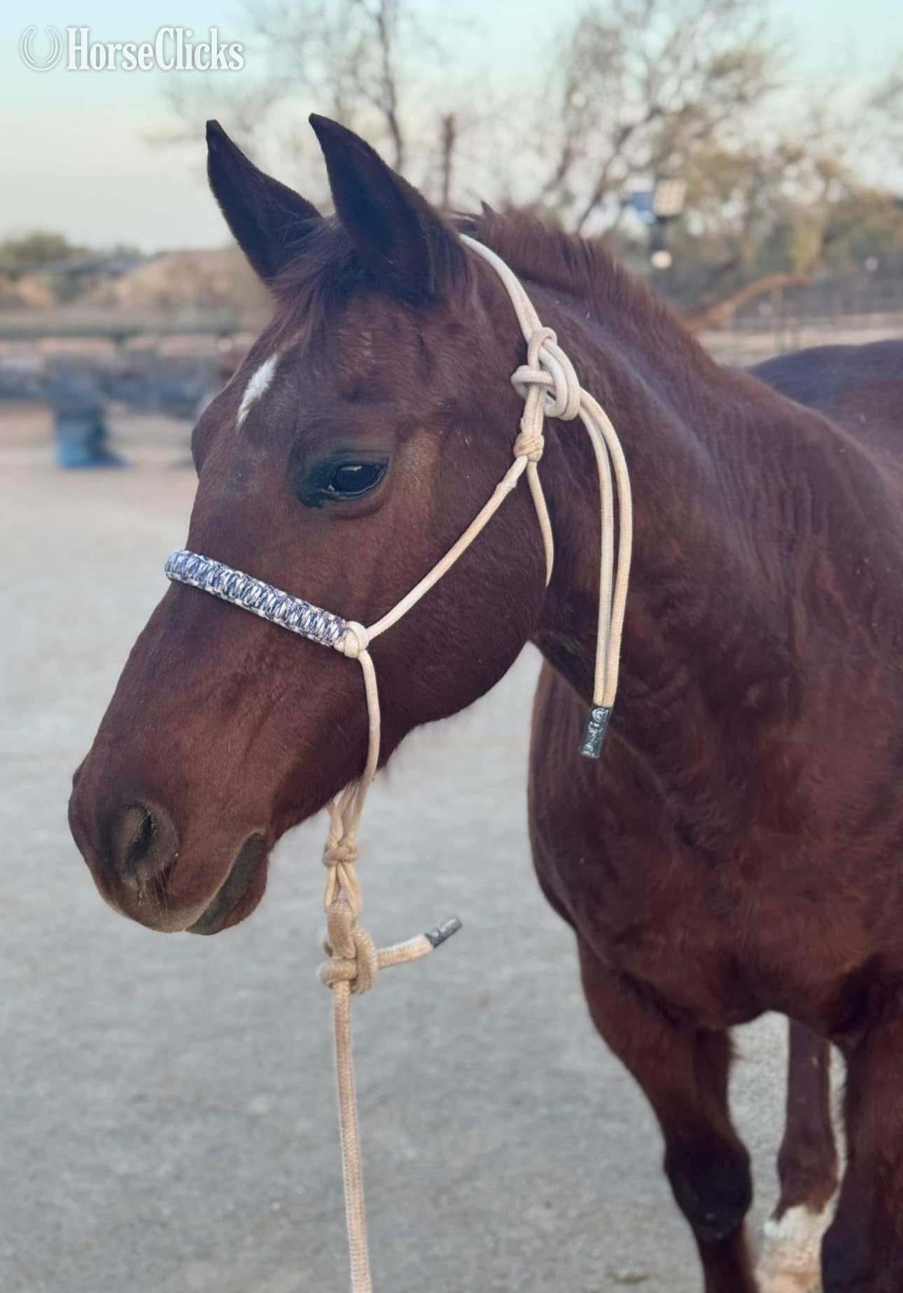 "Polly Pockets" Red Roan Mare Quarter Horse Arizona