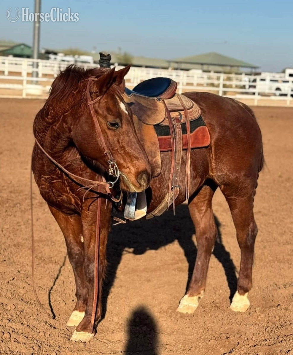 Quarter Horse - "Polly Pockets" Red Roan Mare Quarter Horse in Arizona