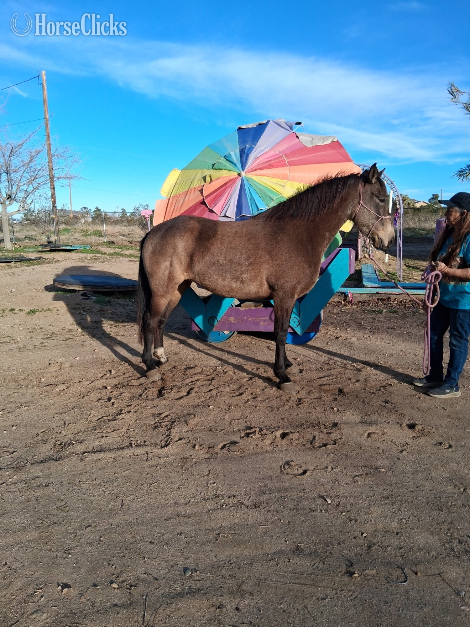 "Sophia" Buckskin Mare Other Breed in California