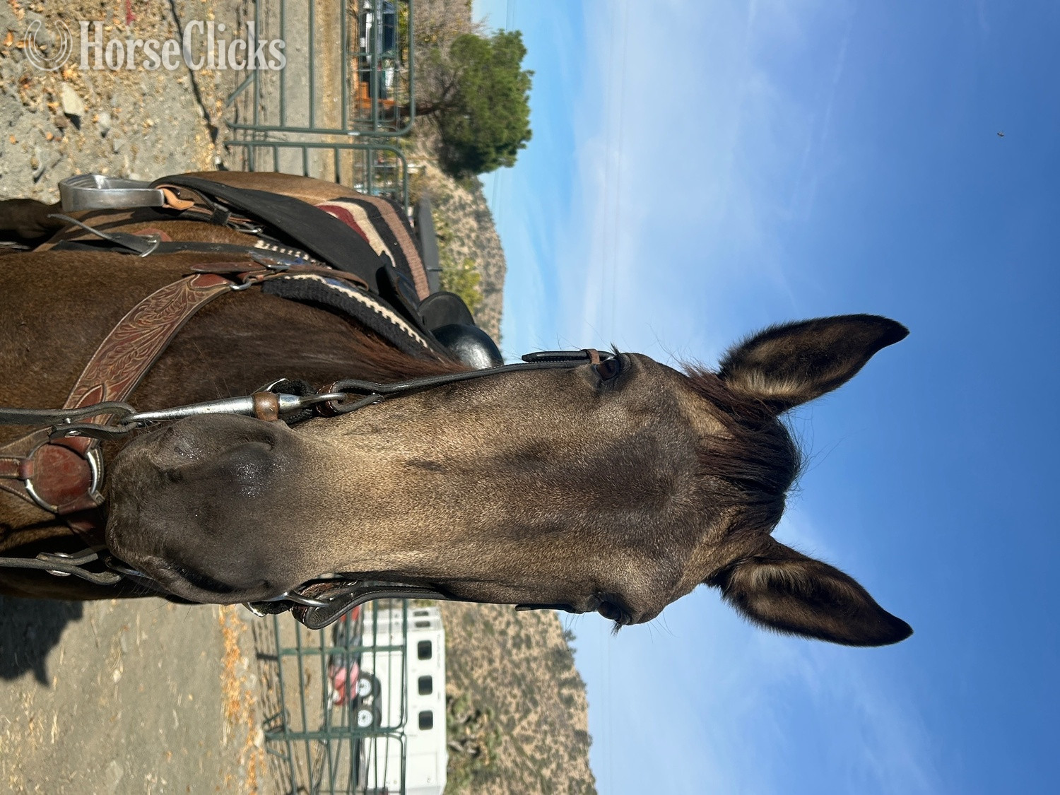 "Sophia" Buckskin Mare Other Breed