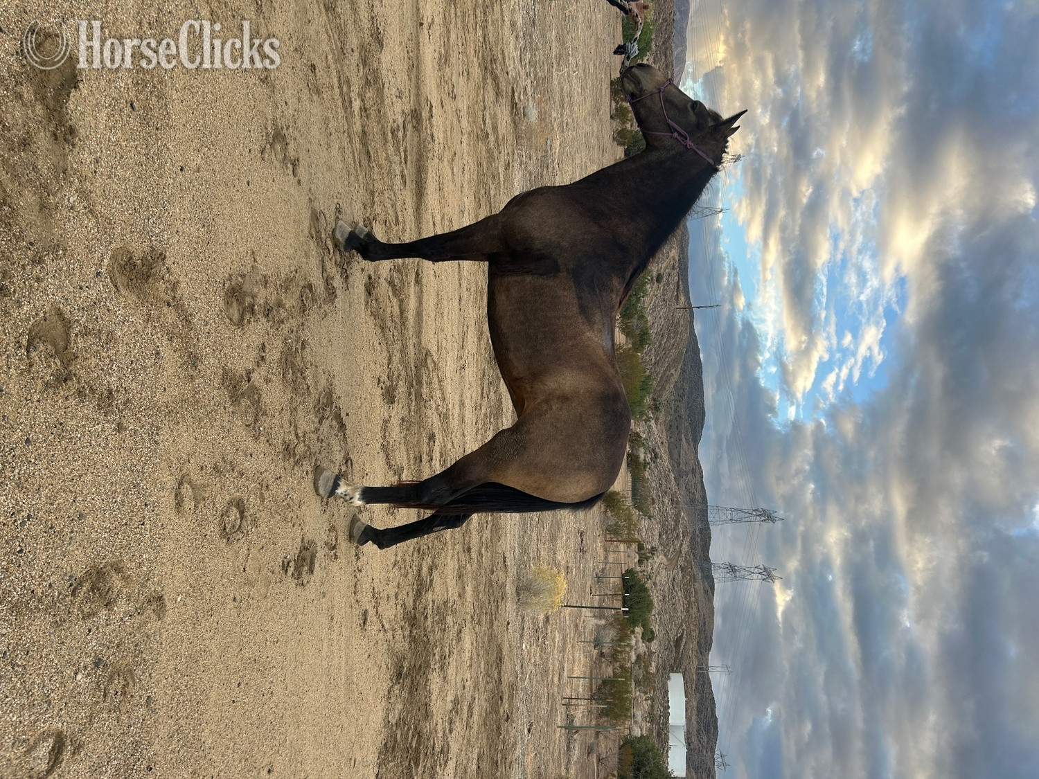 California "Sophia" Buckskin Mare Other Breed