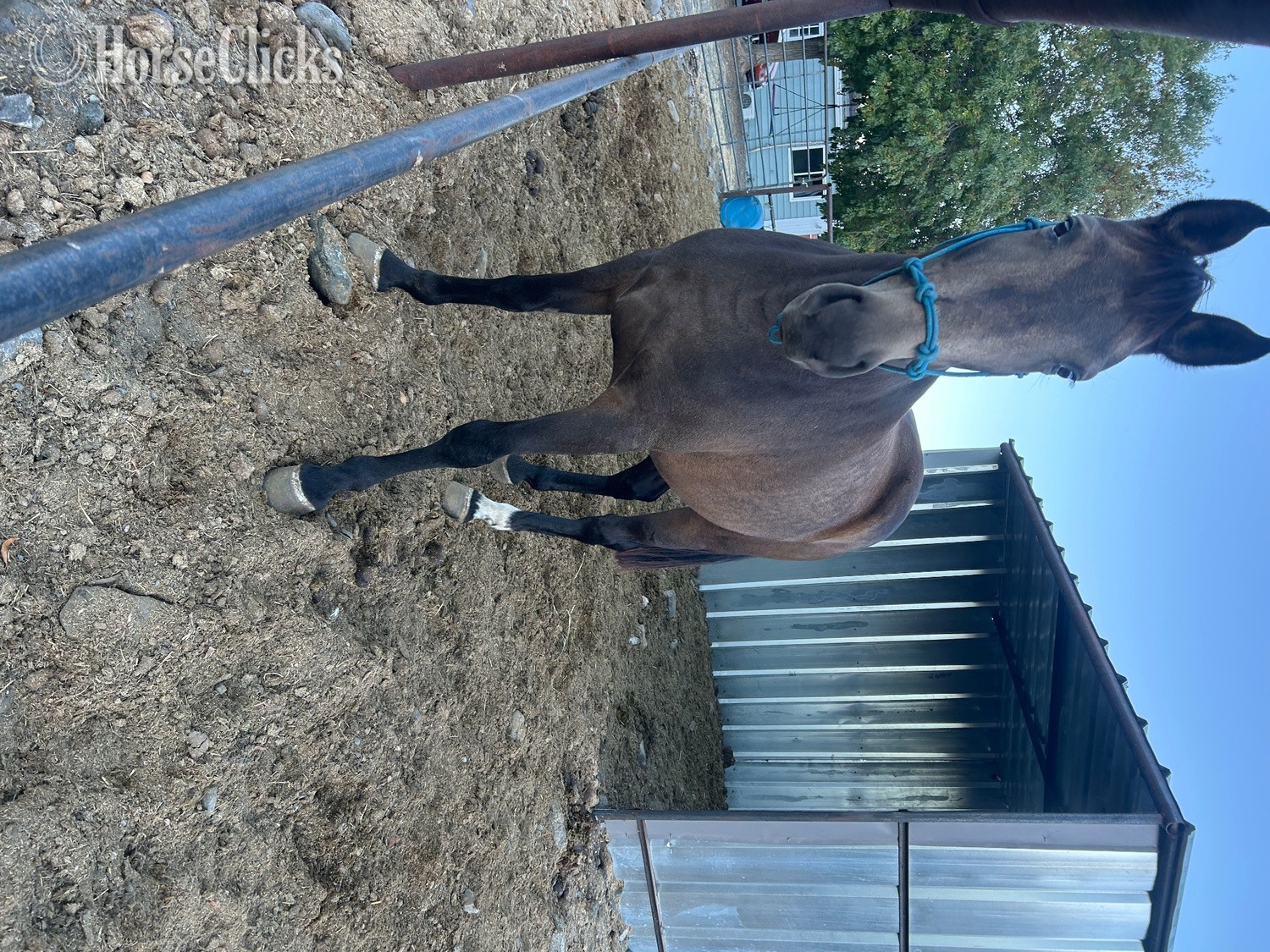 "Sophia" Buckskin Mare Other Breed California