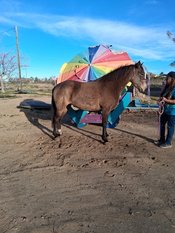 "Sophia" Buckskin Mare Other Breed