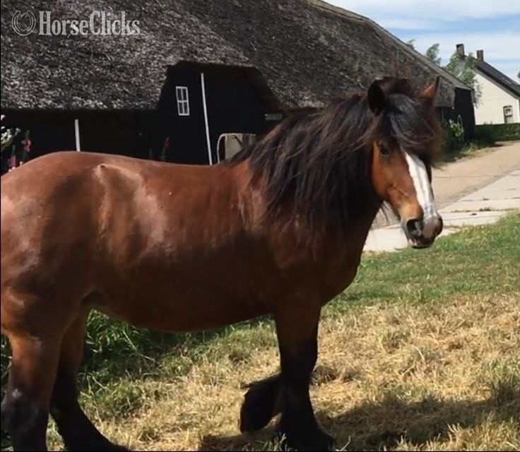 "Miley " Bay Gelding Quarter Horse
