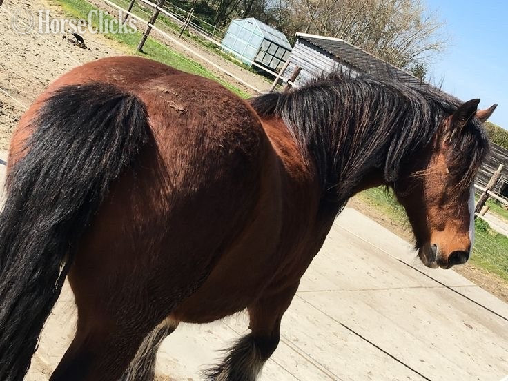 Texas "Miley " Bay Gelding Quarter Horse