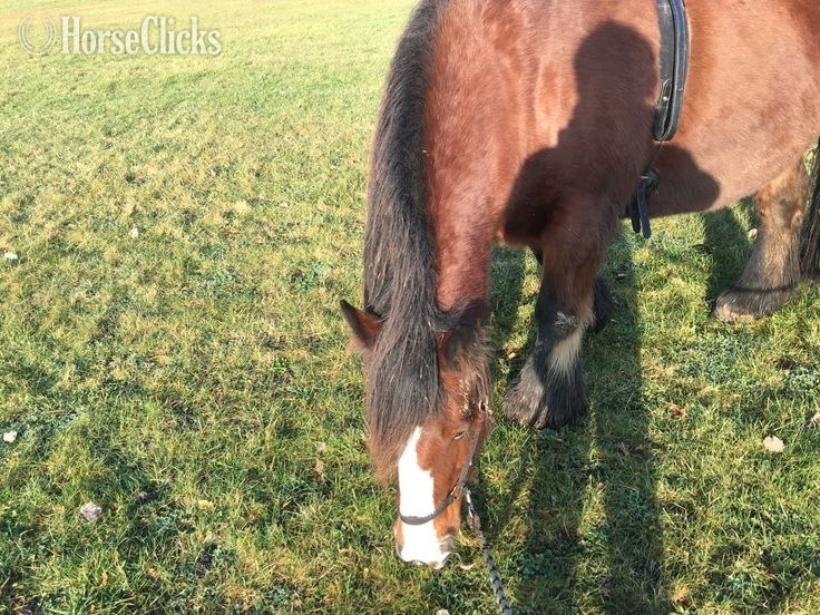 "Miley " Bay Gelding Quarter Horse - Quarter Horse in Texas