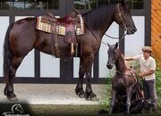 "Miss Tyra" Black Mare Friesian