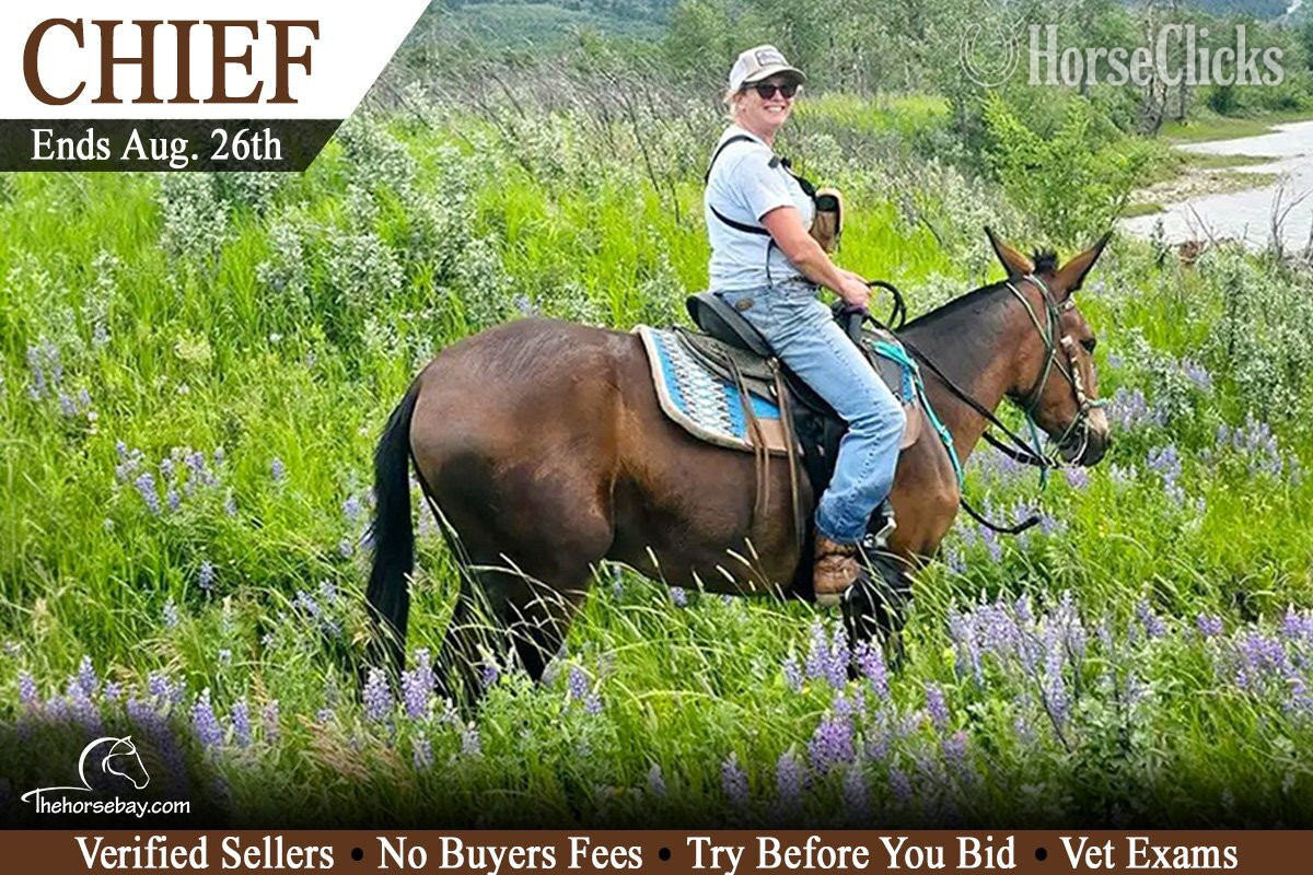 "Chief" Bay Gelding Mule in Montana