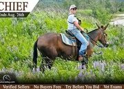 "Chief" Bay Gelding Mule