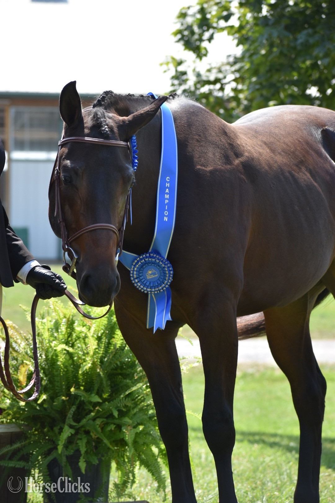 "PSU One N Only Clue" Brown Mare Quarter Horse