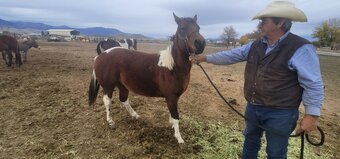 "Zorro" Tabiano Colt Paso Fino