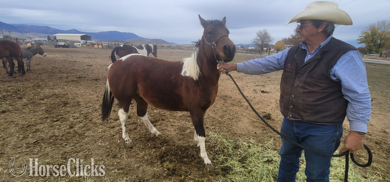 "Zorro" Tabiano Colt Paso Fino in Idaho