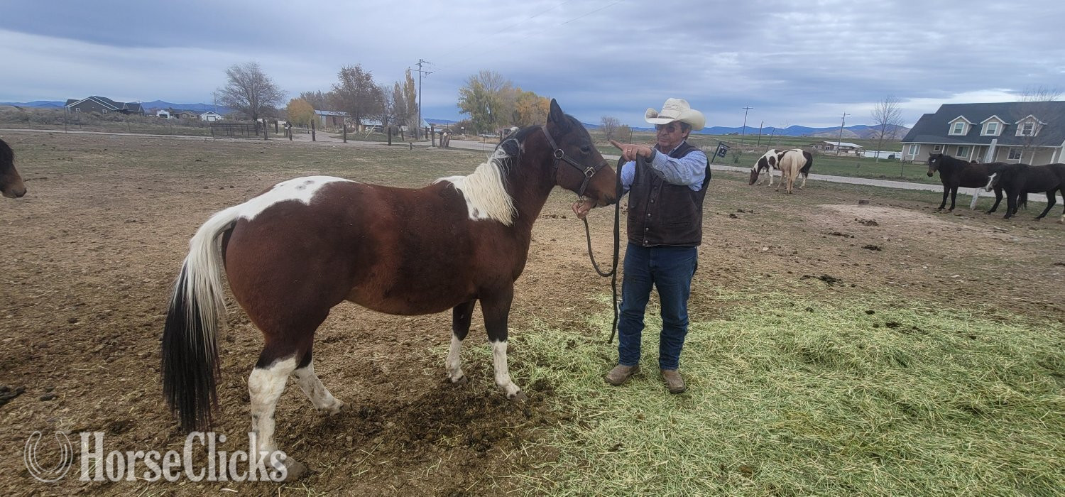 "Zorro" Tabiano Colt Paso Fino