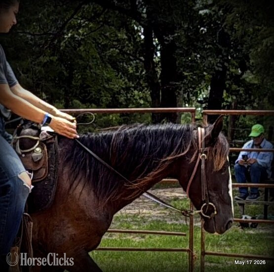 "Bugs" Bay Roan Mare Paso Fino