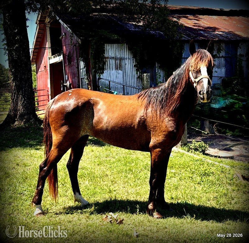 "Bugs" Bay Roan Mare Paso Fino in Texas