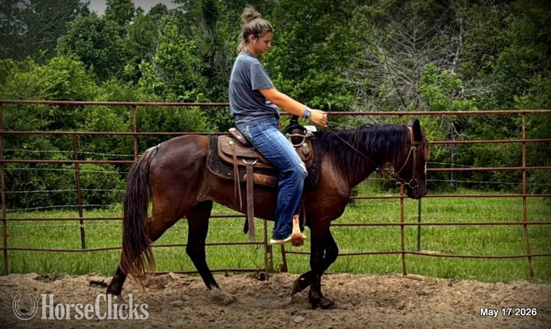 Texas "Bugs" Bay Roan Mare Paso Fino