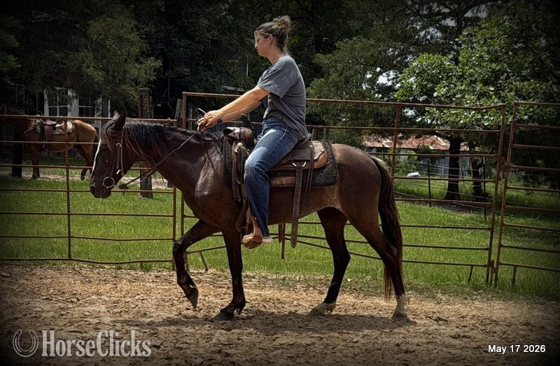 "Bugs" Bay Roan Mare Paso Fino - Paso Fino in Texas