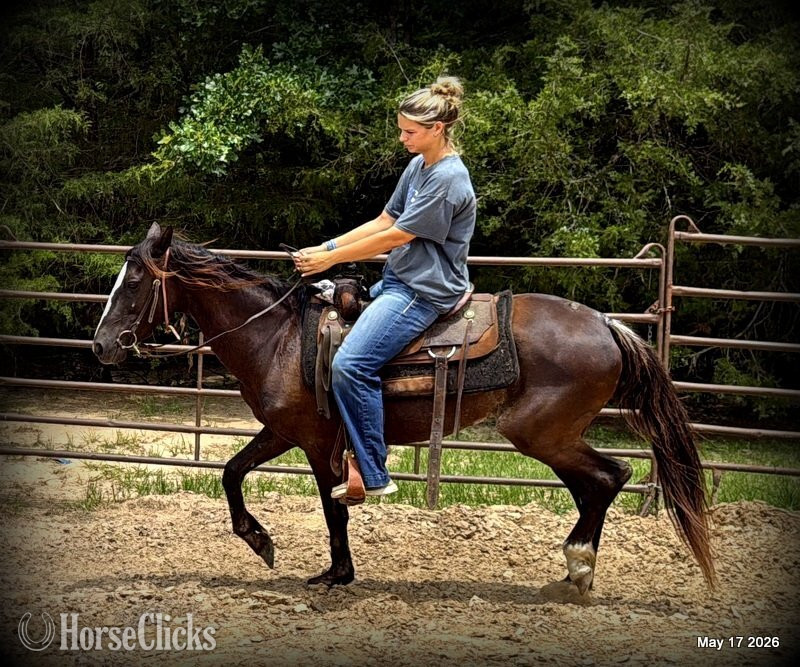 "Bugs" Bay Roan Mare Paso Fino - Paso Fino