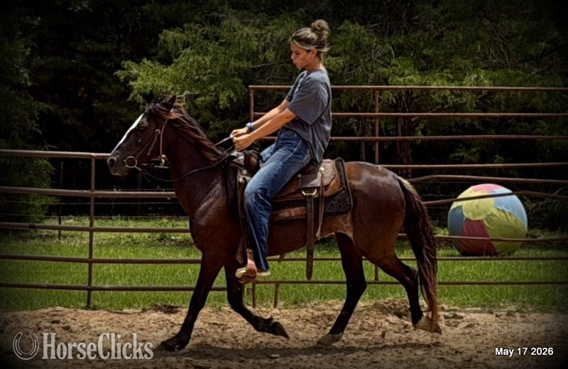 "Bugs" Bay Roan Mare Paso Fino Texas